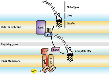 kaldenavn Diskutere Dwell Lipopolysaccharide - Wikipedia