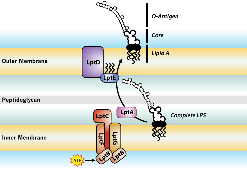 File:LPS-Transport.svg