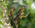 Laced woodpecker pair.jpg