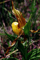 Yellow Ladyslipper at Lake Bronson State Park