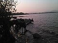 Lake Assom Cows.jpg