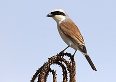 Lanius collurio Red-backed Shrike (male) Kızılsırtlı Örümcekkuşu (erkek)