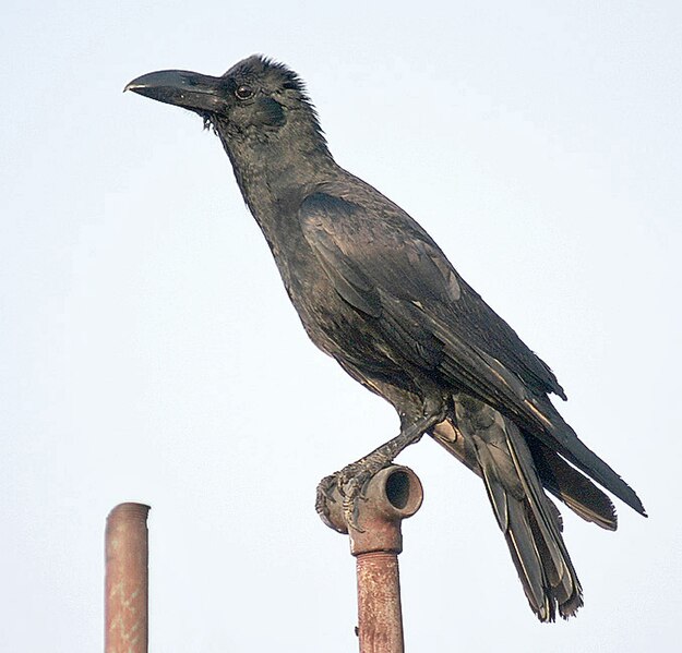 File:Large billed Crow I IMG 0965.jpg