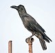 Large billed Crow I IMG 0965.jpg
