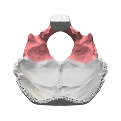 Lateral parts of occipital bone Wiki