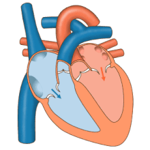 متخصص قلب | قلب و عروق چیست؟ متخصص قلب و عروق کیست و چه شاخه هایی دارد؟ دکتر شاهرخ تقوی❤️فوق تخصص قلب و عروق