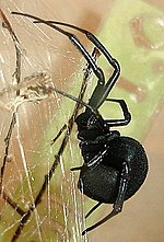 Miniatura para Latrodectus lilianae