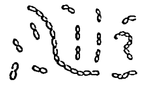 Fig. — 69. Moisissure acétique vue au microscope.