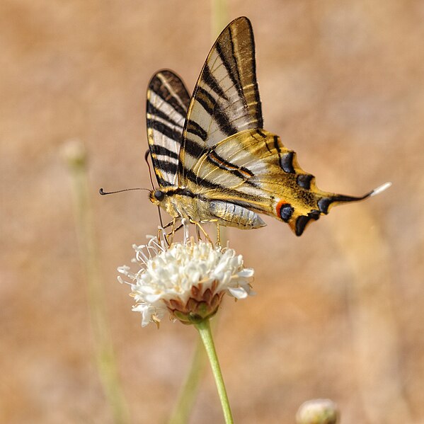 File:Le gourmand (5036621751).jpg