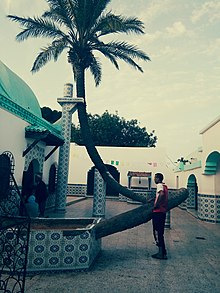 Une photo qui représente le tambeau de sidi lakhdr qui situé à wilaya de gilizan, il est Connu pour ce long palmier