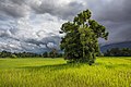 47 Leafy tree in green paddy fields uploaded by Basile Morin, nominated by Basile Morin