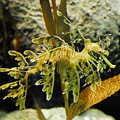 Mimesis in the leafy sea dragon with seaweed-like coloration, protuberances and behaviour Leafyseadragon2276ppx PLW edit.JPG