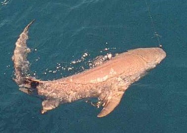 Lemon Shark off the Coast of Naples, Florida, May 1987.jpg