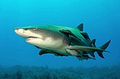 A living Negaprion, or lemon shark Lemonshark (2).jpg