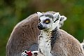 Lemur (36499853103).jpg
