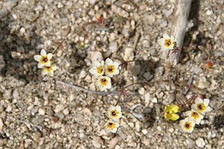 <i>Leptosiphon lemmonii</i> Species of flowering plant