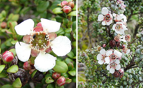 Leptospermum recurvum