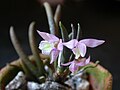 Leptotes harryphillipsii