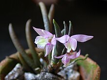 Leptotes harryphillipsii is a member of the Leptotes group of species with short wrinkled leaves and few wide open flowers. Leptotes harryphilllipsii 003.jpg