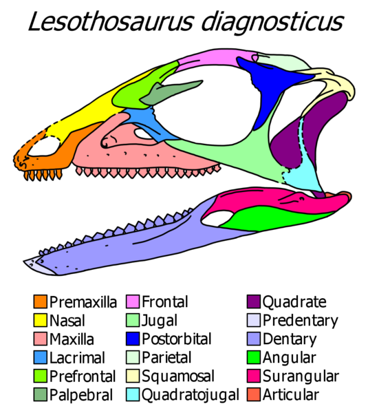 File:Lesothosaurus skull diagram.png