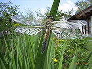 Libellula quadrimaculataΤο ενήλίκο, που έγινε από τις εικόνες πιο πάνω