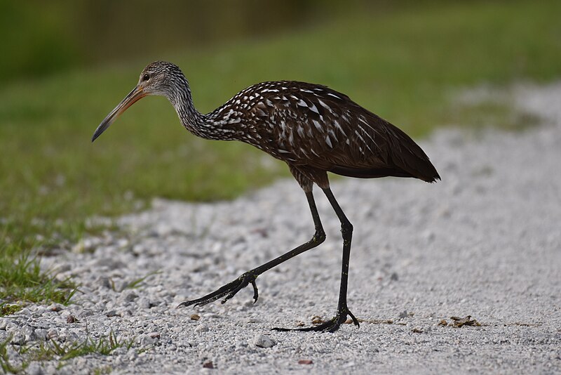 File:Limpkin Sweetwater Wetlands PArk 4. 17.19 DSC 0268.jpg