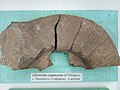 Liticoceras cryptoceras (d'Orbigny), Lower en:Hauterivian, en:Prekraste, Dragoman Municipality, (Coll. G. Mandov) at the en:Sofia University "St. Kliment Ohridski" Museum of Paleontology and Historical Geology