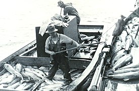 Loading salmon.jpg