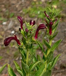 Lobelia polyphylla 2.jpg