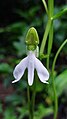 Habenaria longicorniculata