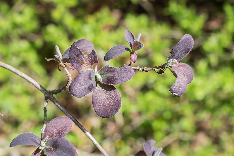 File:Lonicera periclymenum in Aveyron (4).jpg