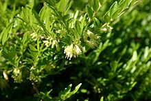 Image of Close-up of Lonicera pileata flowers