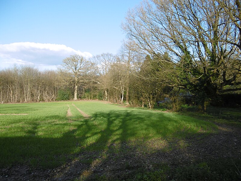 File:Looking towards Great Leybourne Wood - geograph.org.uk - 4911963.jpg