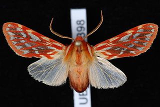 <i>Lophocampa roseata</i> Species of moth