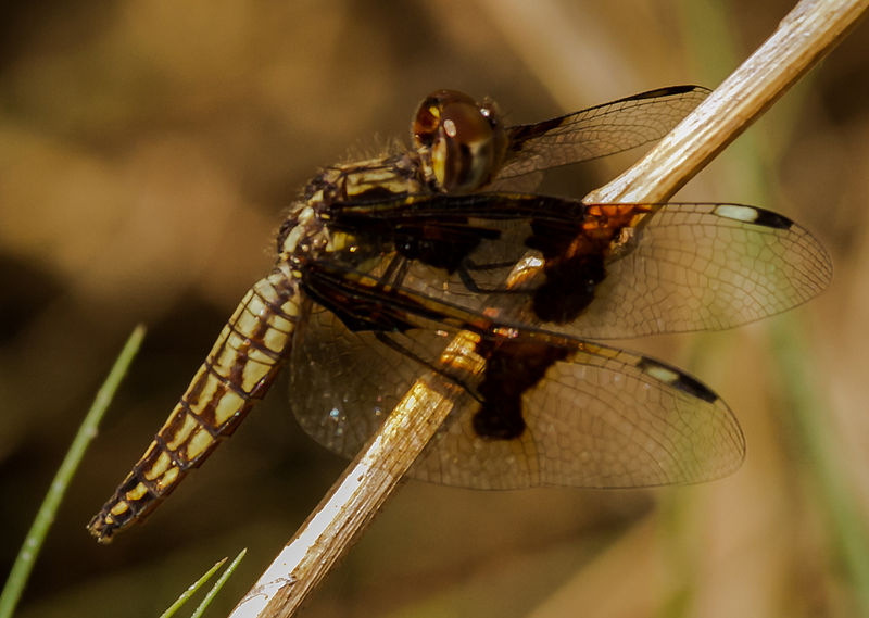 File:Lucia Female 1.jpg