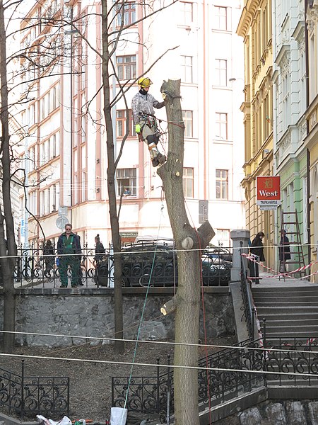 File:Lumberjack on a tree cutting (001).JPG