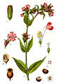 Lychnis rubra plate19