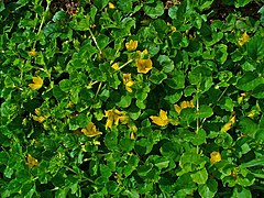 Lysimachia nummularia