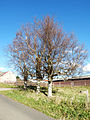 Čeština: stromy za začátku obce Měděnec v okrese Chomutov. English: Trees at the beginning of the village of Měděnec in the Chomutov District, Ústí nad Labem Region, Czech Republic. Deutsch: Bäume am Anfang der Bergstadt Kupferberg (Měděnec) im Erzgebirge.