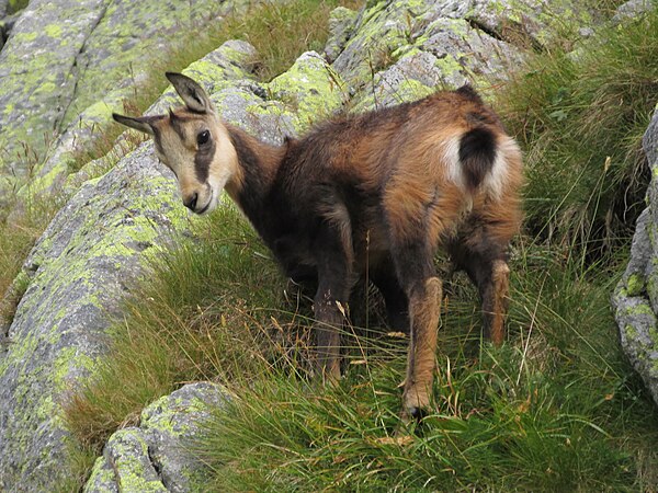 A young Tatra chamois