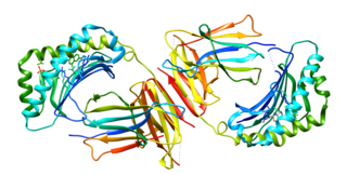 <span class="mw-page-title-main">Major histocompatibility complex, class I-related</span> Protein-coding gene in the species Homo sapiens