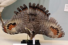 A sunbittern on display in the Natural History Museum, London. Ma - Eurypyga helias - 1.jpg