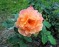 Macedonia-A brilliant orange rose (26651519694).jpg