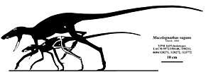 Diagram illustrating the known fossil material of two specimens of the Late Jurassic crocodile relative Macelognathus Macelognathus vagans.jpg