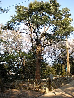 タブノキ Wikipedia