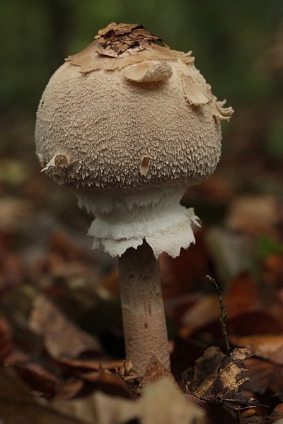 File:Macrolepiota rhodosperma - panoramio - Björn S. (1).jpg