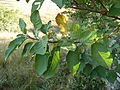 Spirally arranged leaves