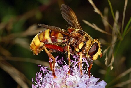 Milesia crabroniformis