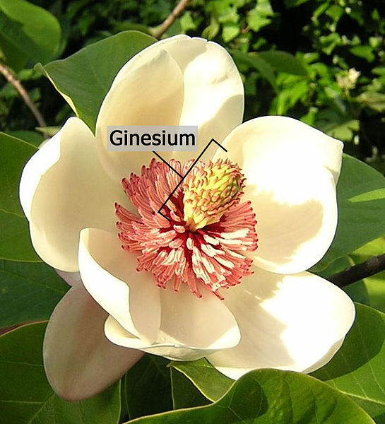 File:Magnolia wieseneri - labelled gynoecium af.jpg