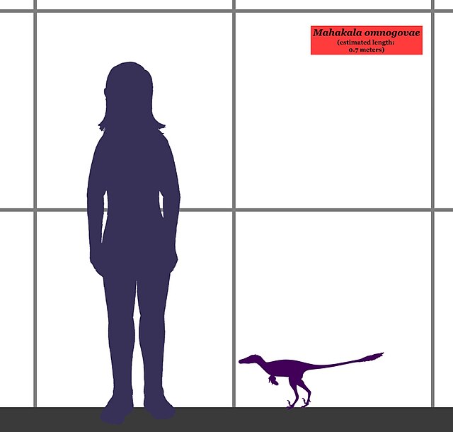 Size compared to a human, reconstructed as a generic deinonychosaur